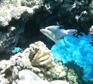 Unterwasserwelt Hotel Sharm Plaza