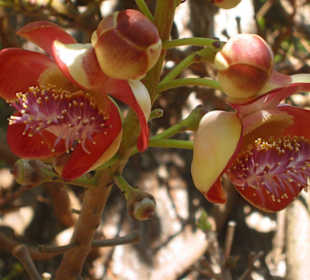 Blüten des Kanonenkugelbaums