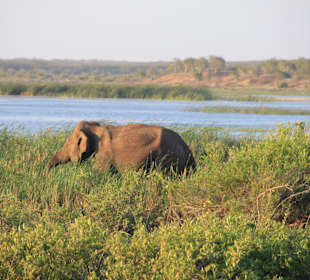 Elefant im Bundala Nationalpark