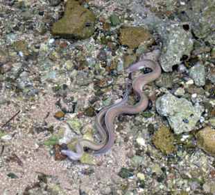 Welche Muräne ist die größere?