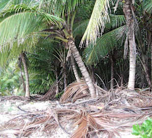 Saona - eine Müllkippe?