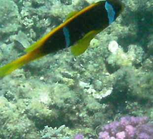 Viele schöne Fische