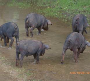 Wandern Can Picafort