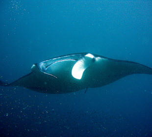 Manta