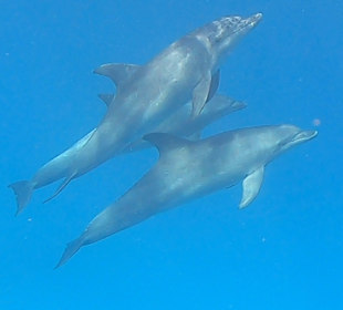 Delfinausflug mit Mo