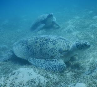 Schnorcheln Hurghada