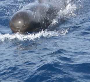 Kein Delfin, sondern ein Grindwal