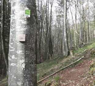 Wanderweg Hochgehswiggert