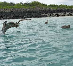 Jagt auf Fisch vor Isla Lobos