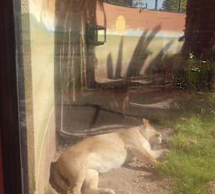 ZOO José Cruz Conde