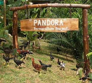 Permakulture Projekt "PANDORA"