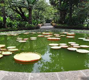 Jardín de Aclimatación de La Orotava