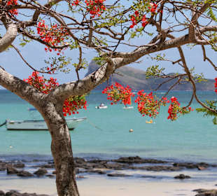 Feuerbaum am Kap Malheureux