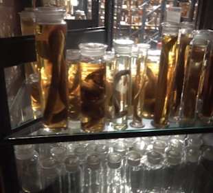 Museum der Naturkunde