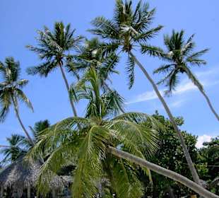 Palmen pur