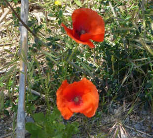 Unterwegs im Naturpark S'Albufera