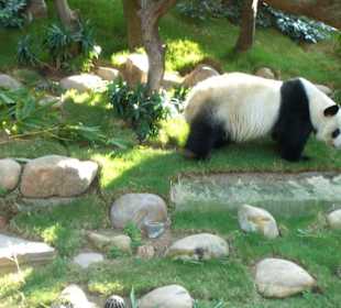Ocean Park Hong Kong