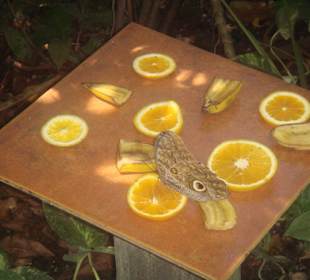 Butterfly-Farm