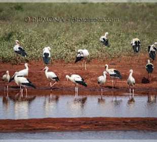 Hier sind unsere Störche im Winter