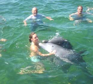 Schwimmen mit den Delfinen