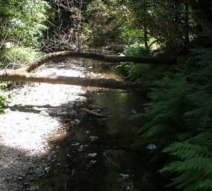 Muir Woods