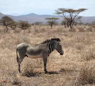 Mittagshitze im Samburu