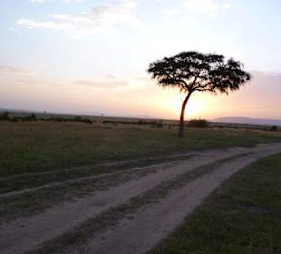 Fahrt zur Frühpirsch in der Mara
