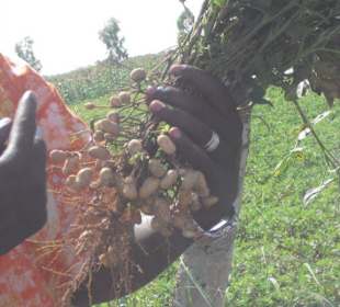 Erdnuss noch am Strauch