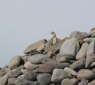 Unsere Freunde die Streifenhörnchen