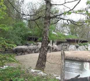 Afrikabereich - Breitmaulnashorn