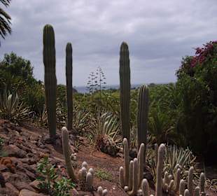 Oasispark - Kakteenwald