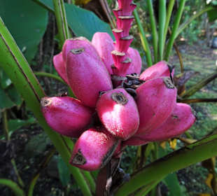 Rundgang durch den Botanischen Garten der Domaine