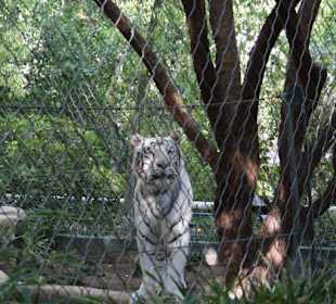 Tigergehege