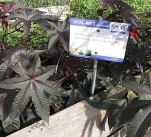 Kneippscher Kräutergarten