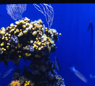 Palma Aquarium