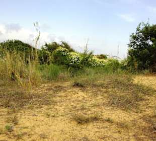 Gündogdu auf den Dünen oben