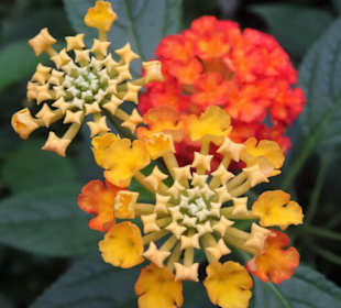 Blütenzauber im Tropenhaus Klein Eden