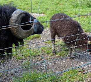 Kleine Schafe und ZIegen