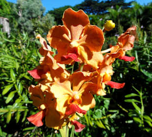Orchideen-Blüte im Botanischen Garten