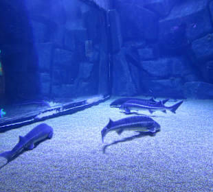 Vielfältige Unterwasserwelt