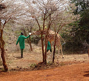Auch eine Giraffe wird aufgezogen