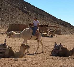 Das Kamel kommt zurück