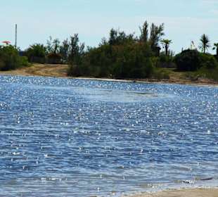 Strand Bibione 06_2011