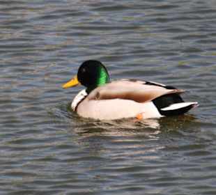 Ente im Hohnhorst-Park