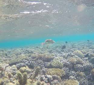 Schnorcheln am Strand