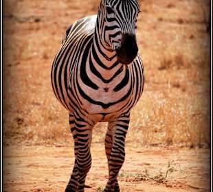 On albo ona centralnie 