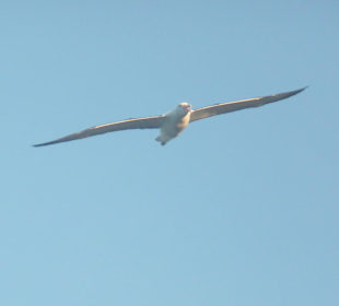 Albatros
