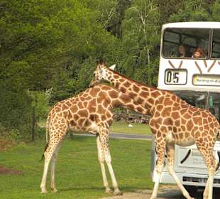 Giraffen mit Serengeti-Bus