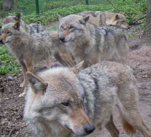 Wolfcenter