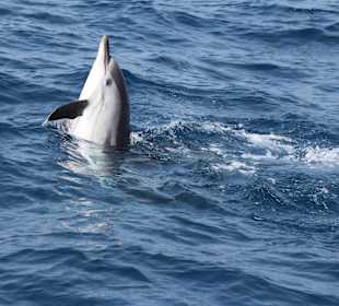 Delphine in der Strasse von Gibraltar